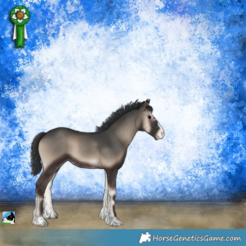 Horse Color:Blue Onyx Appaloosa Rabicano 