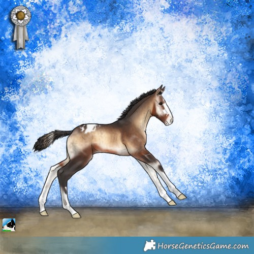 Horse Color:Brown Onyx Appaloosa Brindle 