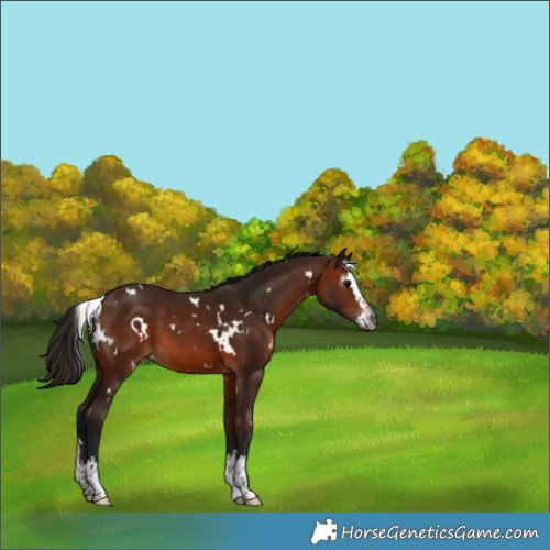 Horse Color:Gray White Spotted Bay Splash 