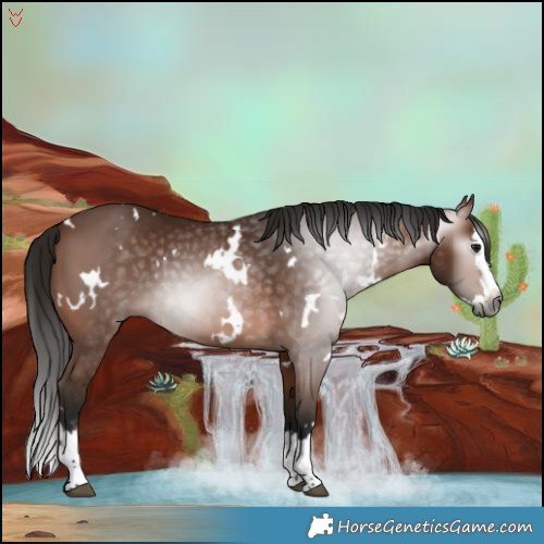 Horse Color:Gray White Spotted Bay Splash 