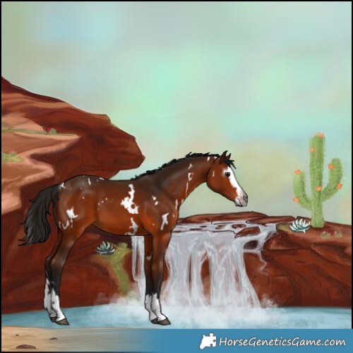 Horse Color:Gray White Spotted Bay Splash 