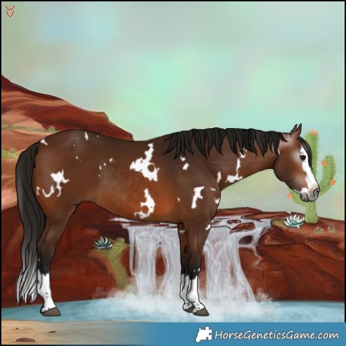 Horse Color:Gray White Spotted Bay Splash 