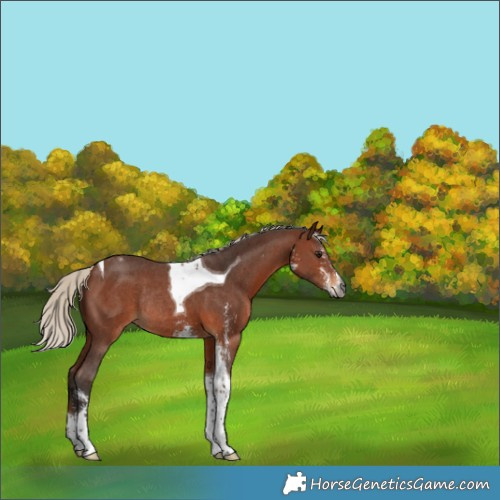 Horse Color:Gray Silver Bay Sabino Tobiano Varnish Rabicano 