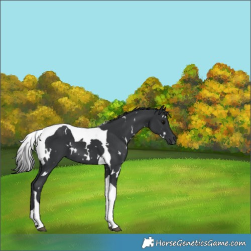 Horse Color:White Spotted Black Tobiano 