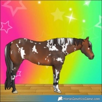 Horse Color:White Spotted Bay 