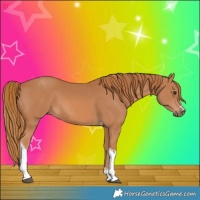 Horse Color:Chestnut Tobiano