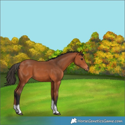 Horse Color:Bay Tobiano 