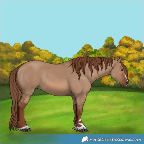 Horse Color:Red Dun Rabicano 