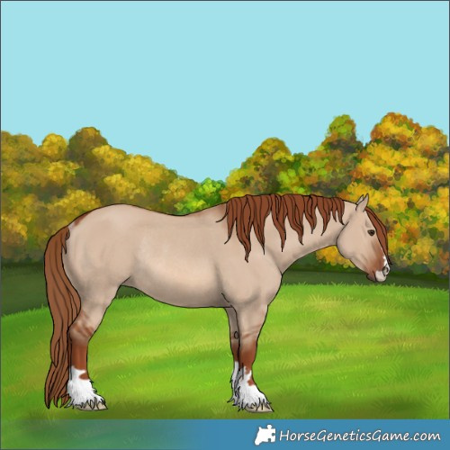 Horse Color:Red Dun Rabicano 