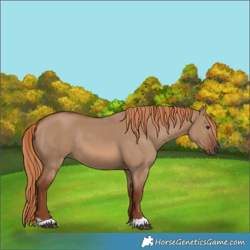 Horse Color:Red Dun Rabicano