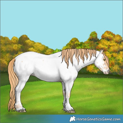 Horse Color:Gold Champagne Appaloosa