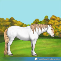Horse Color:Gold Champagne Near Fewspot