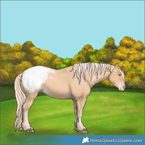 Horse Color:Gold Champagne Appaloosa