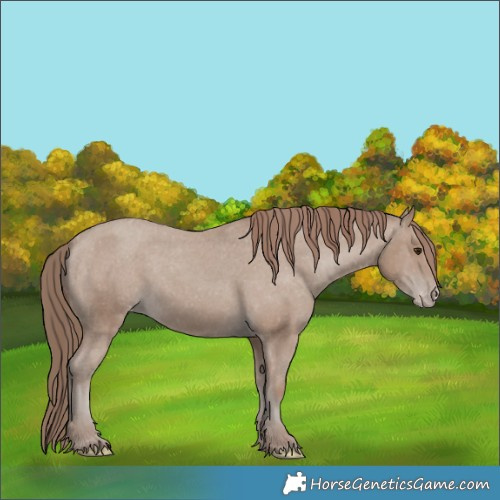 Horse Color:Classic Champagne Appaloosa 