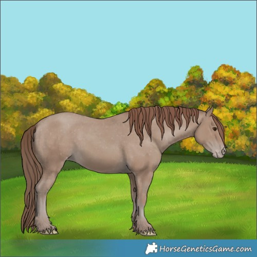 Horse Color:Classic Champagne Appaloosa