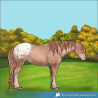 Horse Color:Gold Champagne Snowcap