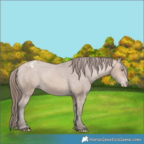 Horse Color:Amber Champagne Appaloosa 
