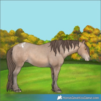 Horse Color:Amber Champagne Appaloosa 