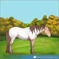 Horse Color:Amber Champagne Near Fewspot
