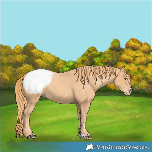 Horse Color:Gold Champagne Appaloosa