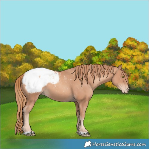 Horse Color:Gold Champagne Appaloosa 