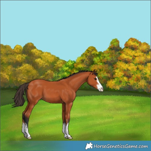 Horse Color:White Spotted Bay 