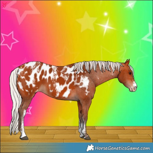 Horse Color:Powder White Silver Bay Appaloosa 