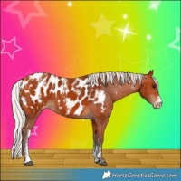 Horse Color:Powder White Silver Bay Appaloosa 