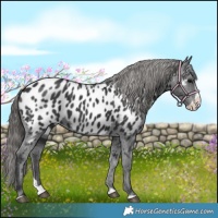 Horse Color:Black Splash Appaloosa 