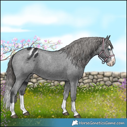 Horse Color:Black Splash Appaloosa 