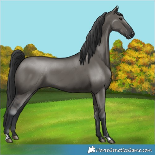 Horse Color:Grullo 