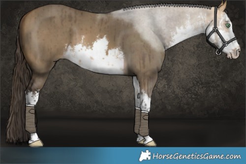 Horse Color:White Spotted Buckskin Dun Brindle 