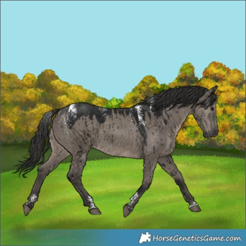 Horse Color:Powder White Gray Grullo Brindle 