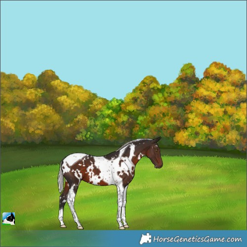 Horse Color:White Spotted Silver Brown Tobiano 