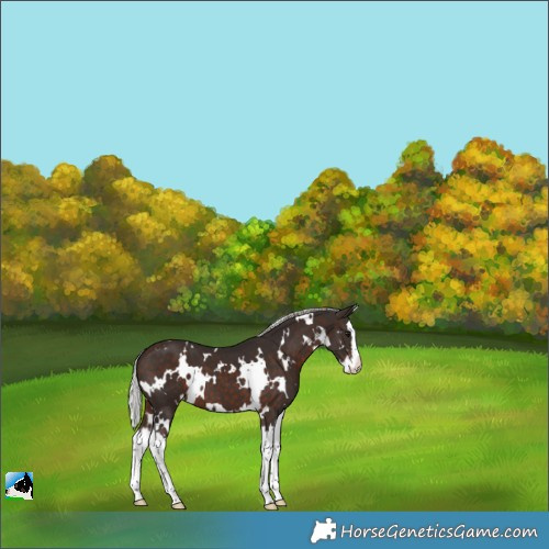 Horse Color:White Spotted Silver Brown Splash 