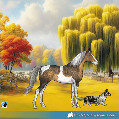 Horse Color:Silver Buckskin Splash Tobiano 