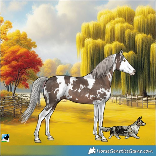 Horse Color:White Spotted Silver Black Splash 