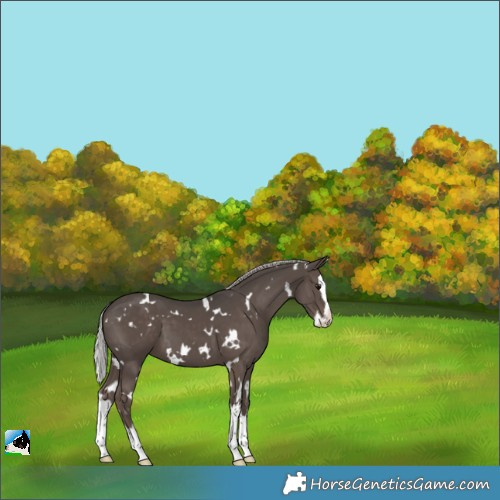 Horse Color:White Spotted Silver Black Splash 