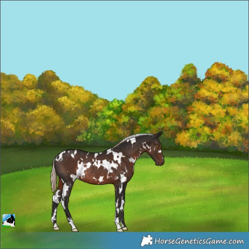 Horse Color:White Spotted Liver Chestnut Rabicano 