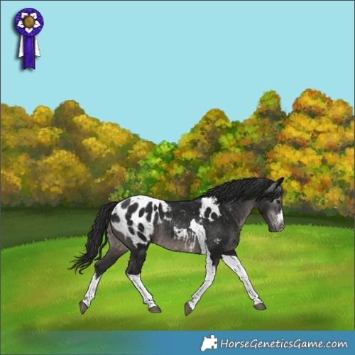 Horse Color:Gray White Spotted Smoky Black Tobiano Appaloosa Rabicano 