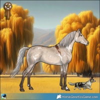 Horse Color:White Spotted Silver Brown Dun Rabicano 