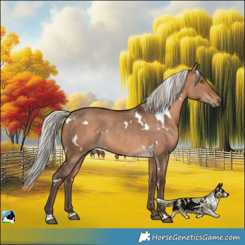 Horse Color:White Spotted Silver Brown Dun Rabicano 
