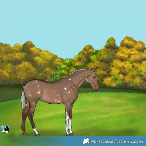 Horse Color:White Spotted Silver Bay Dun Tobiano Rabicano