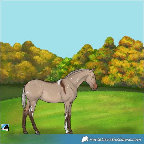 Horse Color:White Spotted Silver Brown Dun Tobiano Rabicano 