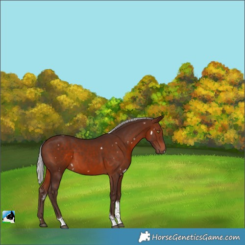 Horse Color:White Spotted Silver Brown Tobiano 