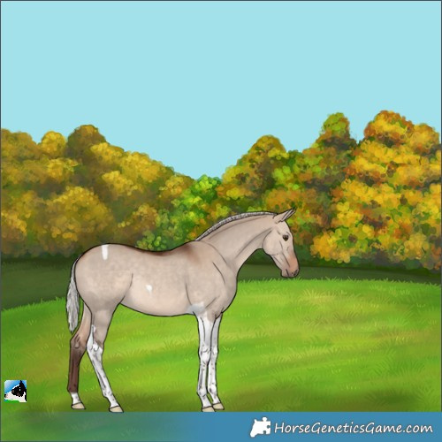 Horse Color:Silver Bay Dun Tobiano Rabicano 