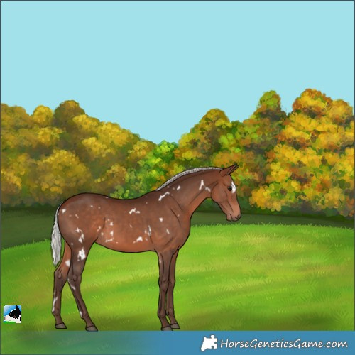 Horse Color:White Spotted Silver Bay 