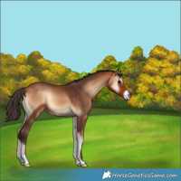 Horse Color:Bay Onyx