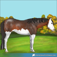 Horse Color:Bay Splash