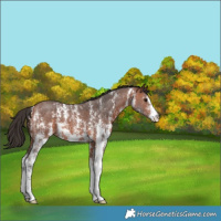 Horse Color:Bay Sabino 
